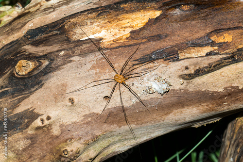 Weberknecht ( Phalangium opilio ) photo