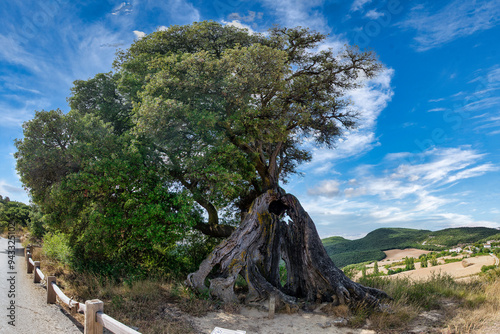 Millenary oak  photo