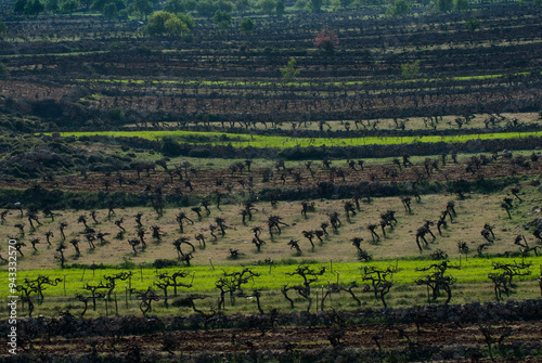 Rows of grape vines in springtime form a pattern of brown and green stripes in a mountain valley in Israel. photo