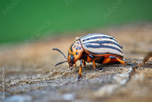 Kartoffelkäfer ( Leptinotarsa decemlineata ). photo