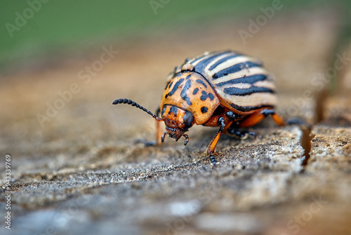 Kartoffelkäfer ( Leptinotarsa decemlineata ). photo