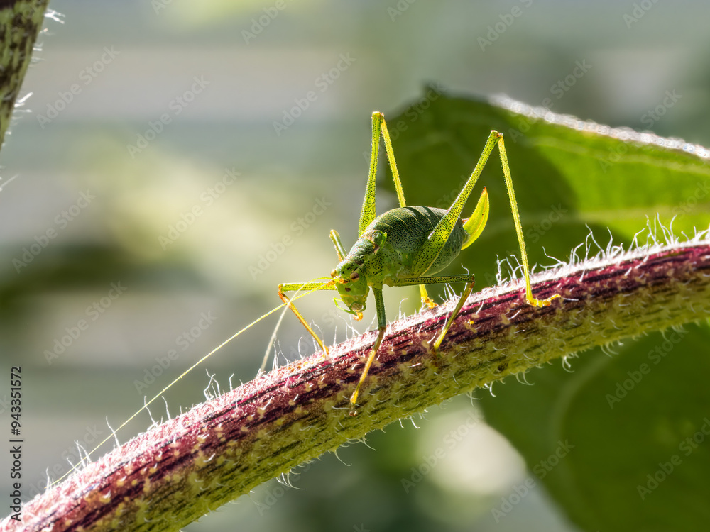 Fototapeta premium Grashüpfer