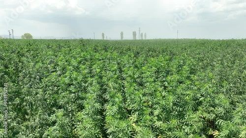 Thriving Industrial Hemp Field: Sustainable Agriculture in Action photo