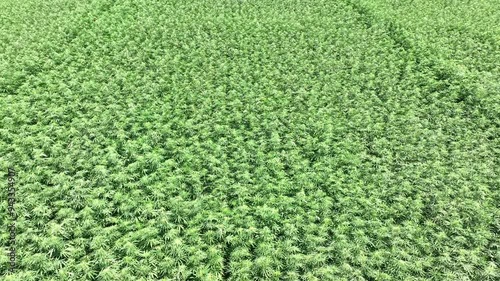 Thriving Industrial Hemp Field: Sustainable Agriculture in Action photo