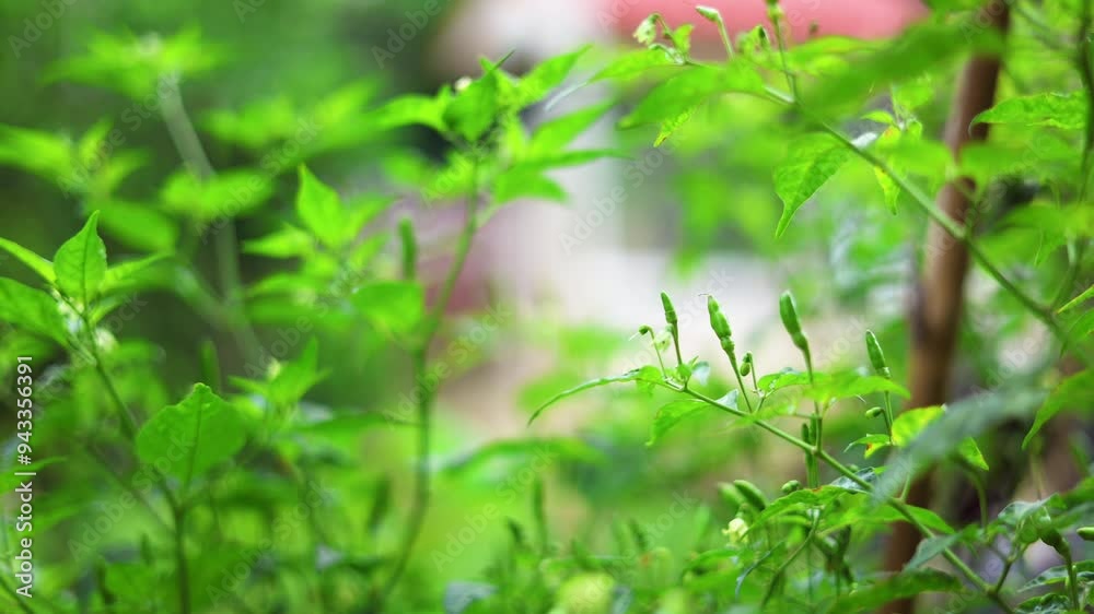 Image of chili plant in the garden. Green chili garden in the backyard. Image of chili plant in the garden. Green chili garden in the backyard.