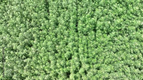 Thriving Industrial Hemp Field: Sustainable Agriculture in Action photo