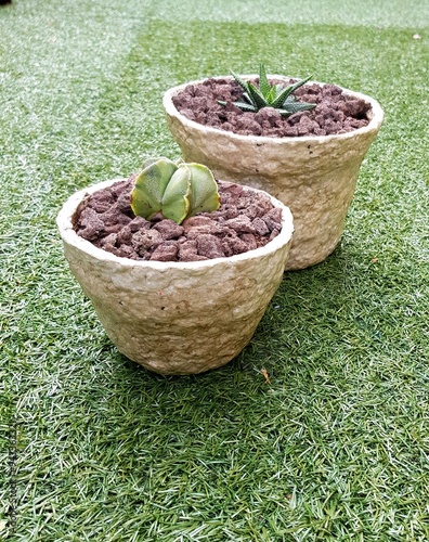 sprouts in a pot