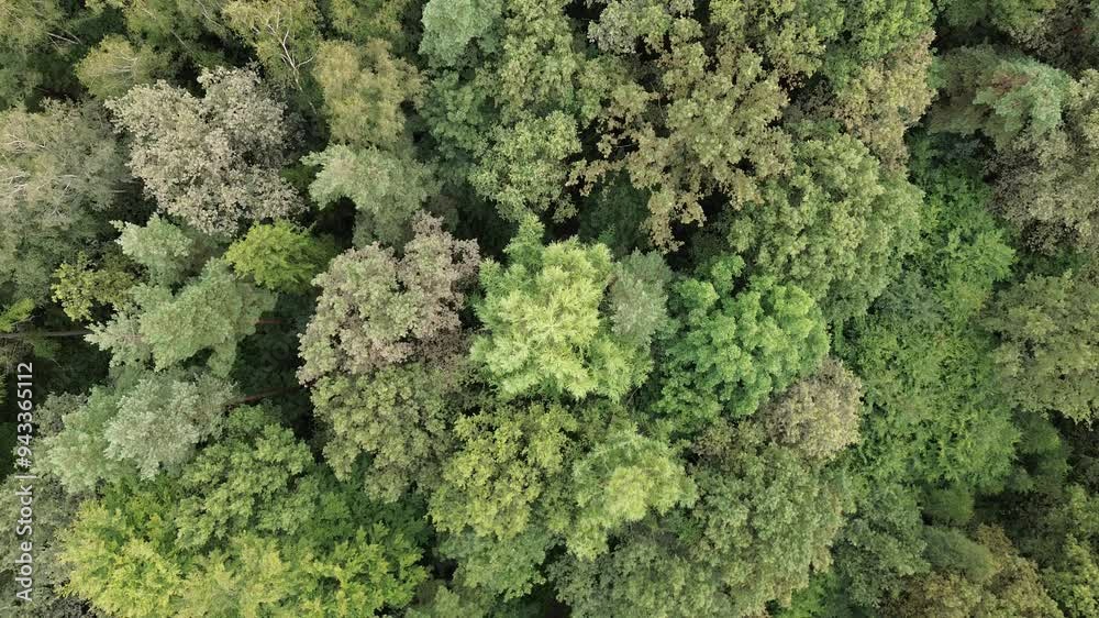 aerial top down view of a green and yellow forest aerial top down view of a green and yellow forest