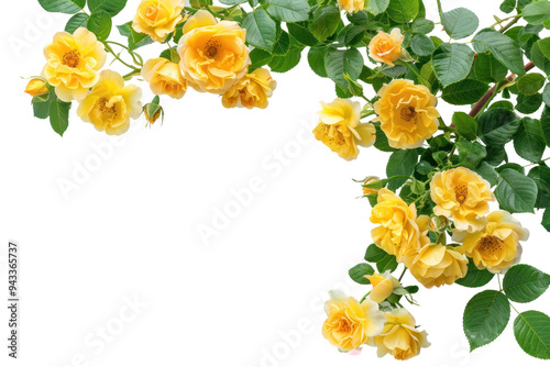 Fototapeta Naklejka Na Ścianę i Meble -  PNG Vibrant yellow roses on branches