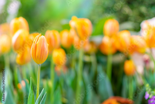 Tulip flowers, shallow selective focus. Spring nature background for web banner and card design