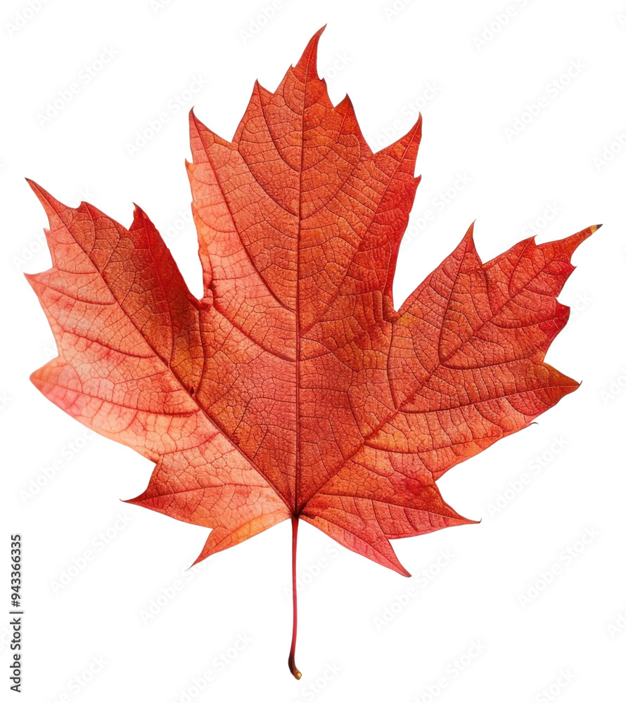 PNG Vibrant autumn maple leaf photo PNG Vibrant autumn maple leaf photo