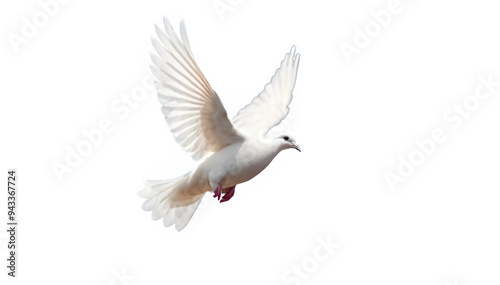 colombe oiseau blanc détouré