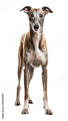 PNG Hound dog greyhound mammal.