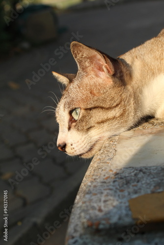 Canvas Print Cat in the Morning Sun