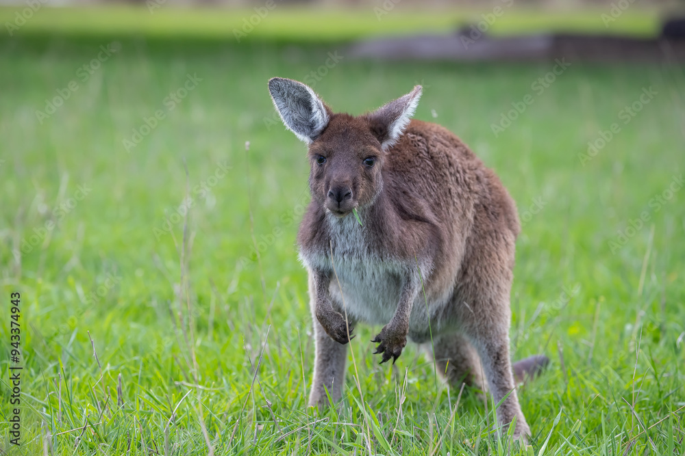 Very cute little wallaby kangaroo is grazing on a green meadow among flowers in Australia, wildlife and beauty in nature Very cute little wallaby kangaroo is grazing on a green meadow among flowers in Australia, wildlife and beauty in nature