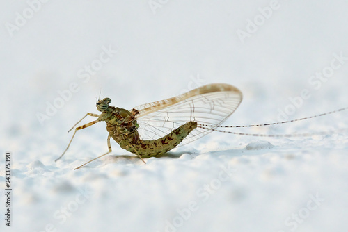 Eintagsfliege ( Ephemeroptera sp. ). photo