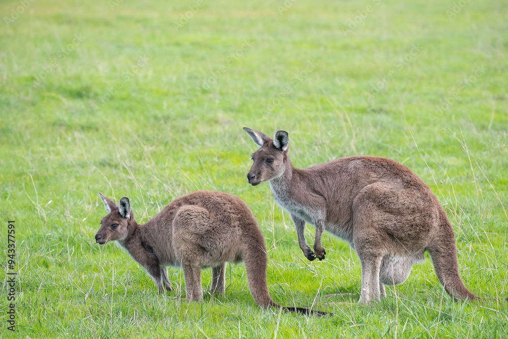 Fototapeta premium Two cute wallaby kangaroo is grazing on a green meadow among flowers in Australia, wildlife and beauty in nature