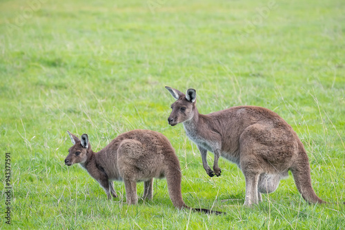 Two cute wallaby kangaroo is grazing on a green meadow among flowers in Australia, wildlife and beauty in nature