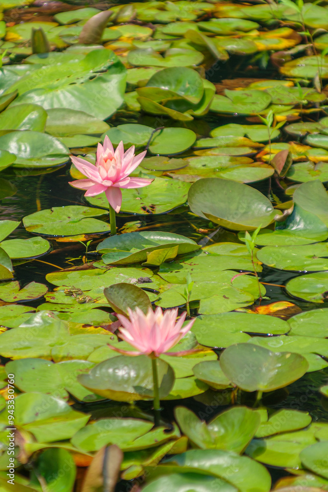 池に咲くハスの花
池に咲くハスの花