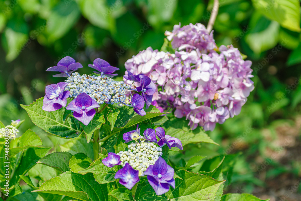 梅雨の晴れ間に咲く紫陽花の花 梅雨の晴れ間に咲く紫陽花の花