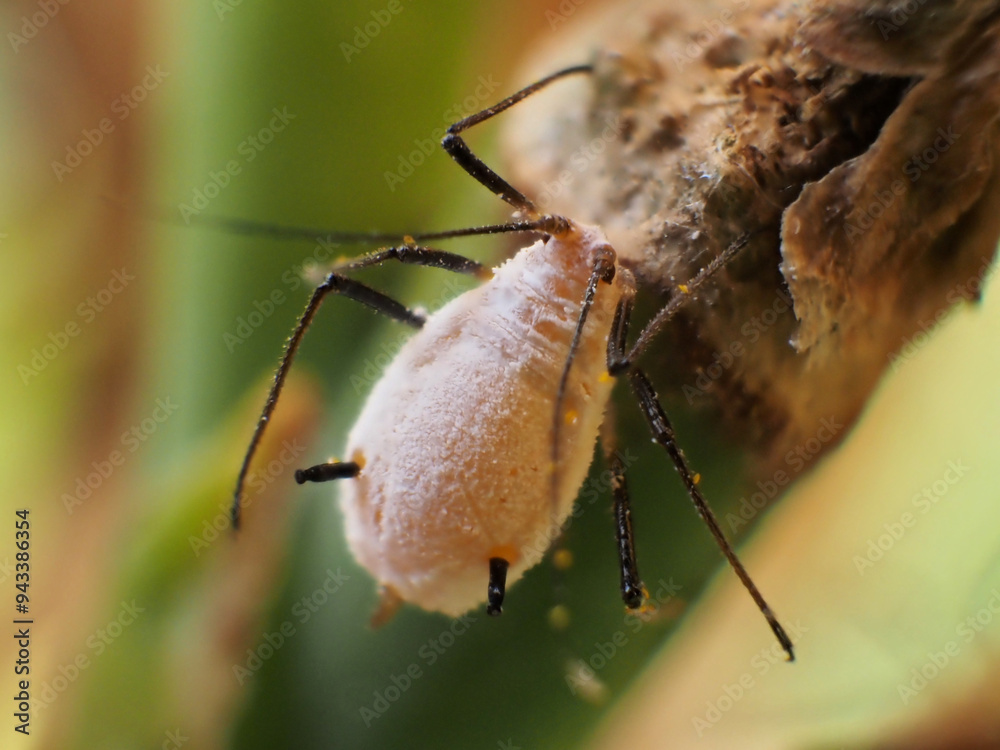 Fototapeta premium キスゲフクレアブラムシ