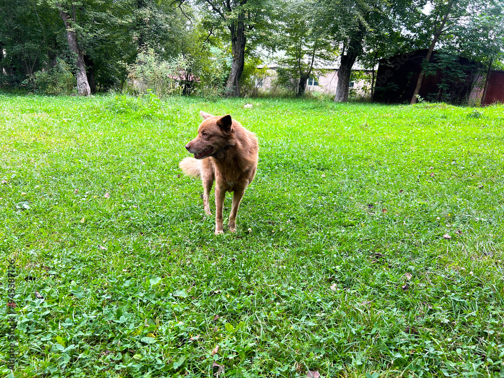 A lonely stray dog in the village A lonely stray dog in the village