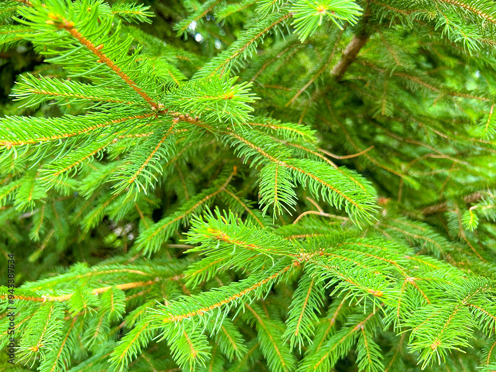 Pine tree close-up on a blurry background Pine tree close-up on a blurry background