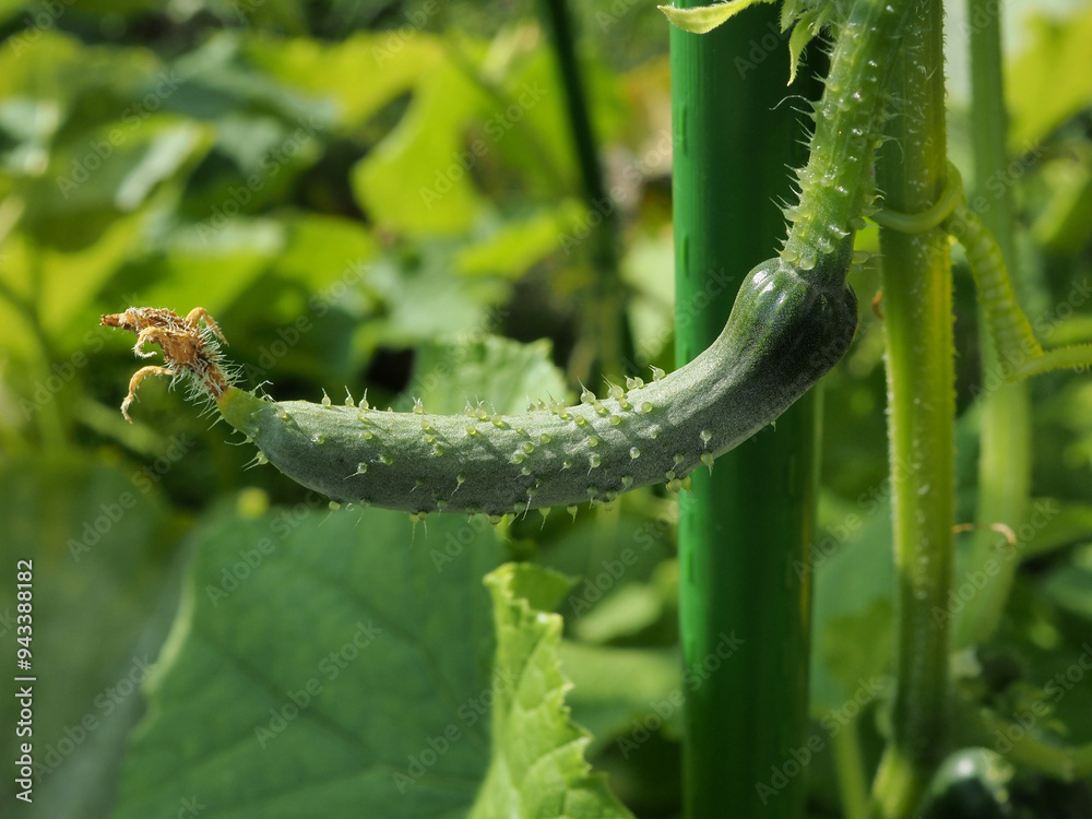 Naklejka premium 未成熟の胡瓜