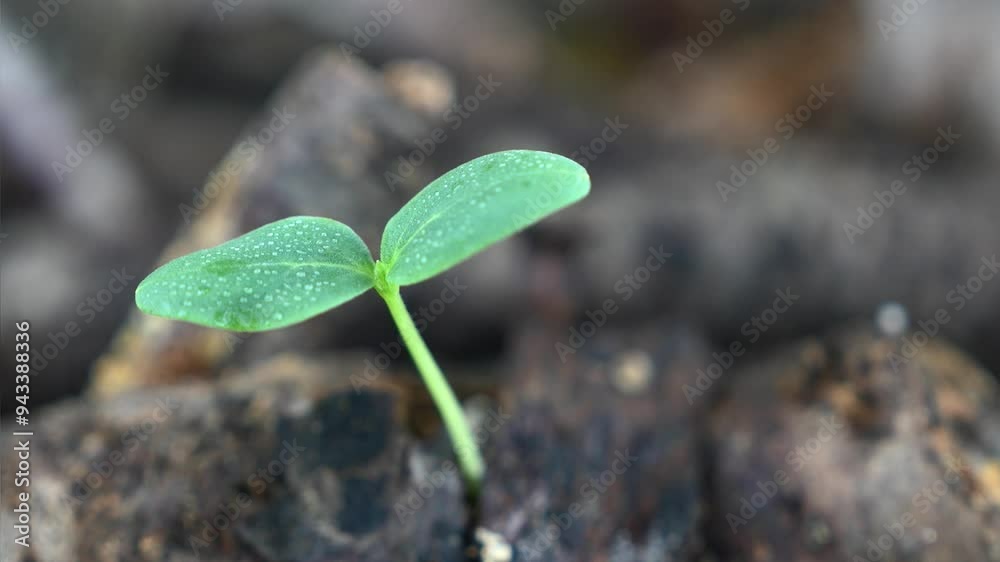 倒木から発芽した水滴のついた木の芽 倒木から発芽した水滴のついた木の芽