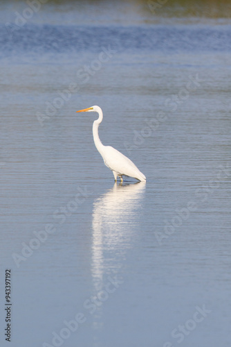 Elegant Great Egret Wading in Calm Water