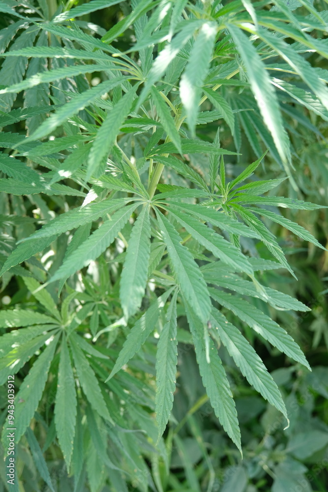 Sustainable Industrial Hemp Farming: A Glimpse into Eco-Friendly Agriculture Sustainable Industrial Hemp Farming: A Glimpse into Eco-Friendly Agriculture