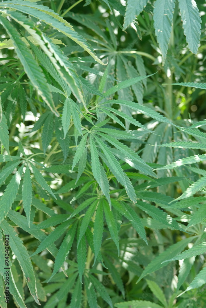 Sustainable Industrial Hemp Farming: A Glimpse into Eco-Friendly Agriculture Sustainable Industrial Hemp Farming: A Glimpse into Eco-Friendly Agriculture