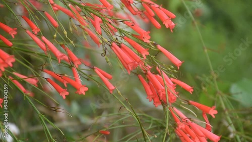 firecracker or coral plant red flower blooming and flowing from wind blow in garden photo