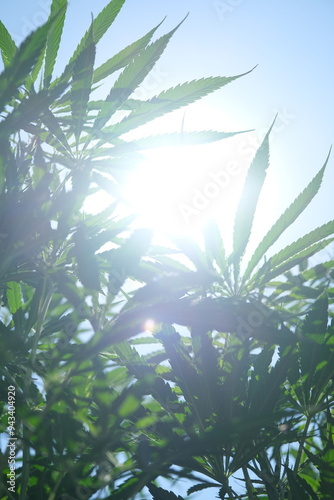 Sustainable Industrial Hemp Farming: A Glimpse into Eco-Friendly Agriculture photo