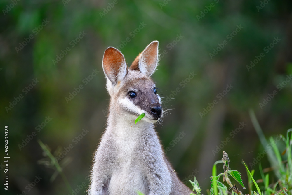 Whiptail wallaby, Notamacropus parryi, pretty-faced australian native marsupial, Queensland Australia animal, grazing eating grass Whiptail wallaby, Notamacropus parryi, pretty-faced australian native marsupial, Queensland Australia animal, grazing eating grass