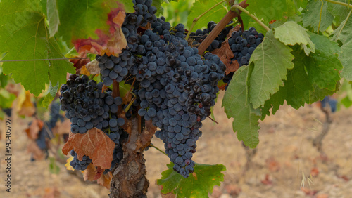 carignano cannonau and vermentino grapes ready for harvest photo
