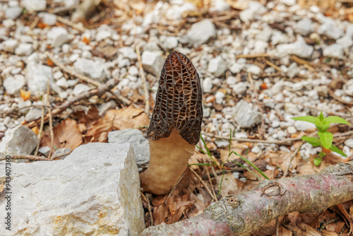 dettagli di un fungo dalle sfumature di colore marrone, conosciuto come morchella, cresciuto su un terreno roccioso in un ambiente naturale, in estate photo