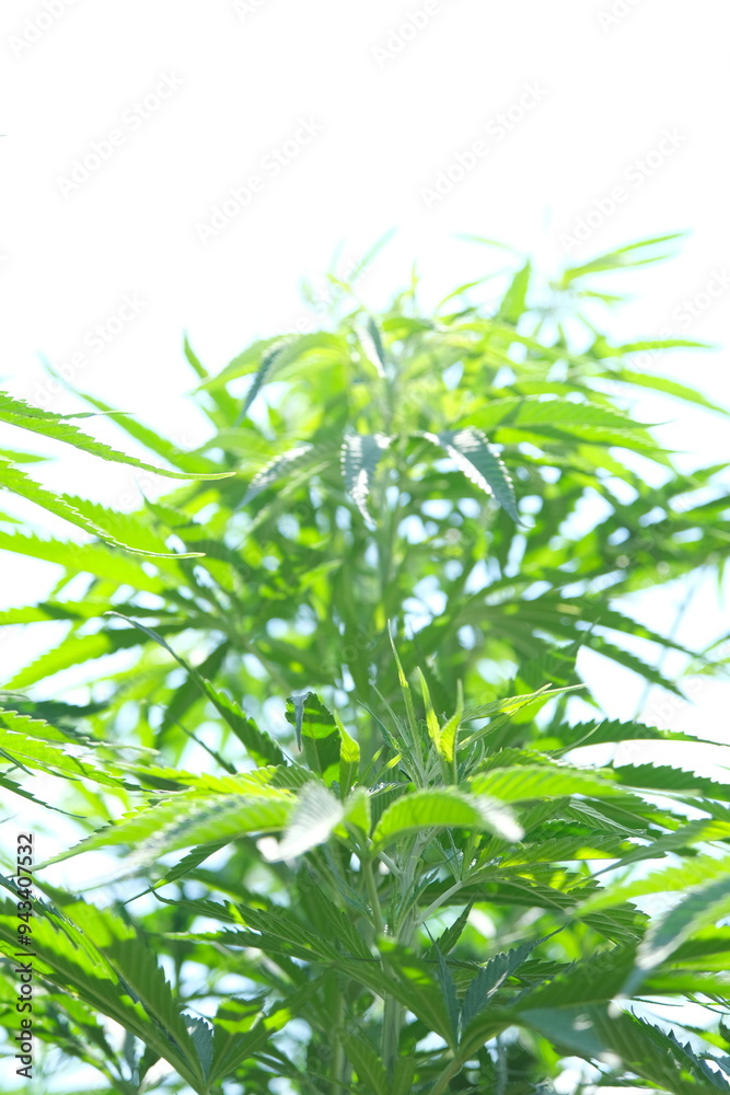 Sustainable Industrial Hemp Farming: A Glimpse into Eco-Friendly Agriculture Sustainable Industrial Hemp Farming: A Glimpse into Eco-Friendly Agriculture