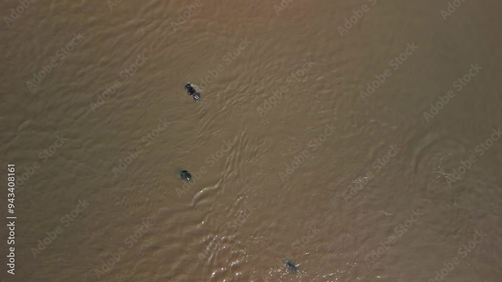 High viewpoint over a river and hippos in the savannah High viewpoint over a river and hippos in the savannah