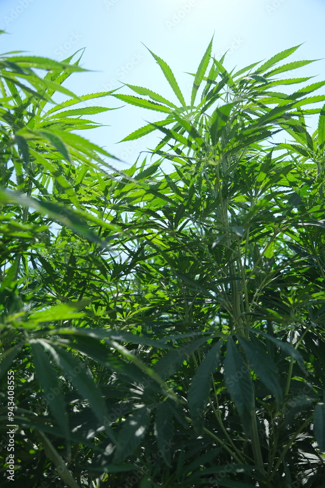 Sustainable Industrial Hemp Farming: A Glimpse into Eco-Friendly Agriculture Sustainable Industrial Hemp Farming: A Glimpse into Eco-Friendly Agriculture