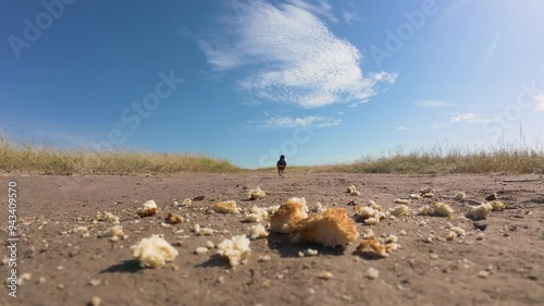 A Superb Starling comes to eat bread on the ground with a wide angle effect