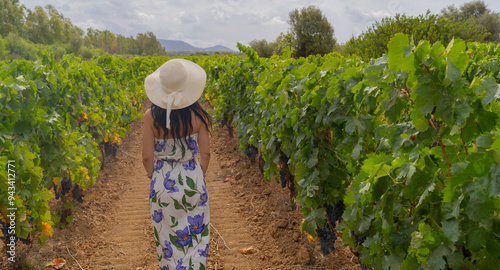 carignano cannonau and vermentino grapes ready for harvest photo