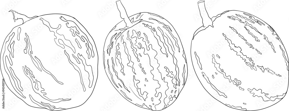 Pepino fruit, melon pear, Solanum muricatum. Vector hand drawn line illustration. Fresh pepino fruit whole, cut in half, slices. Pepino fruit, melon pear, Solanum muricatum. Vector hand drawn line illustration. Fresh pepino fruit whole, cut in half, slices.