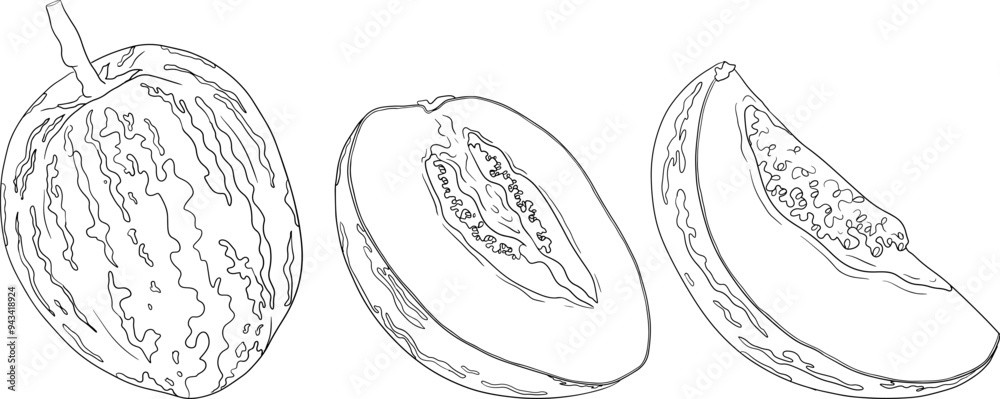 Pepino fruit, melon pear, Solanum muricatum. Vector hand drawn line illustration. Fresh pepino fruit whole, cut in half, slices. Pepino fruit, melon pear, Solanum muricatum. Vector hand drawn line illustration. Fresh pepino fruit whole, cut in half, slices.