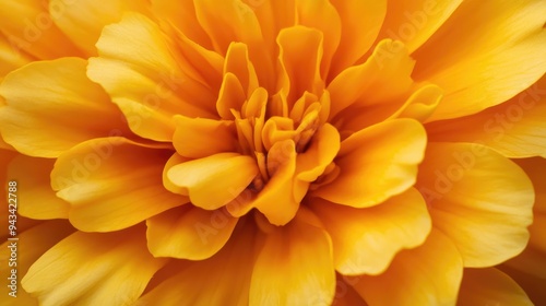Close-up of a yellow marigold in full bloom with detailed petal textures