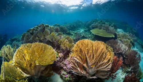 coral reef in raja ampat vivid and healthy coral reef in west papua in indonesia photo