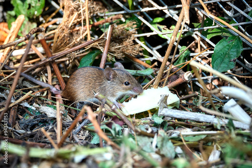 Brandmaus ( Apodemus agrarius ) im Kompost. photo