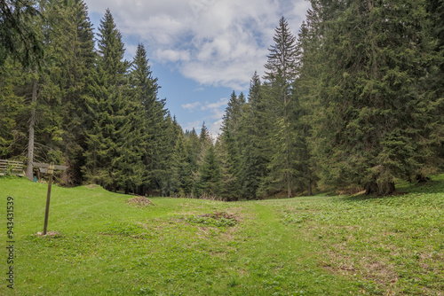 prato verde circondato da alti abeti verdi in un bosco di montagna, sotto un cielo parzialmente nuvoloso, di giorno, in primavera photo