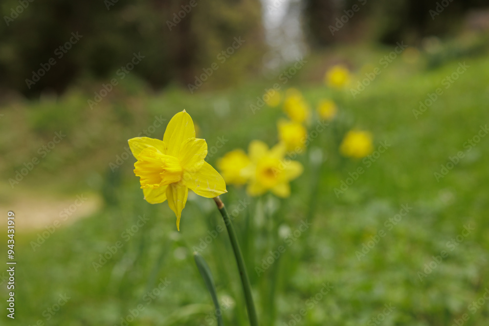 vista macro di alcuni fiori di narciso giallo in un prato di giorno, in estate
