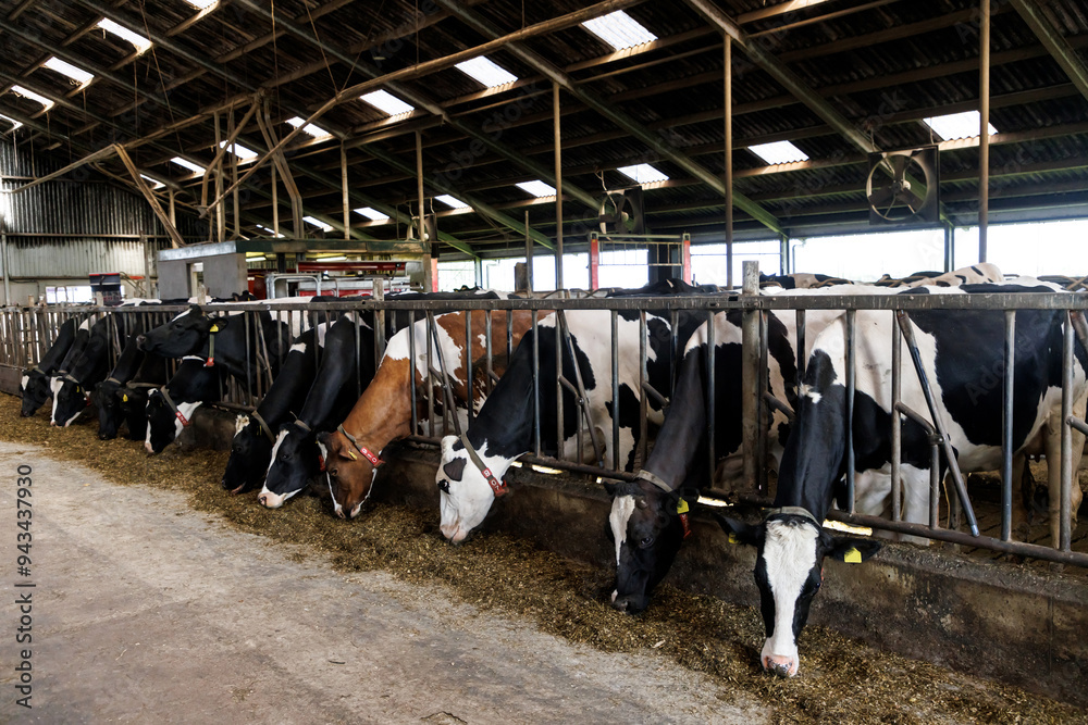 Heads of black and white holstein cows feeding in stable in the. Stock ...